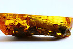 Baltic-amber-fossils-inclusions.jpg