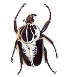135px-Goliath_beetle.jpg