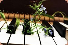 plants-and-music-min.jpg